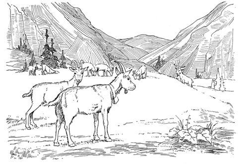 Goats On Pasture Coloring Page